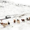 Faroe Islands in winter with sheep