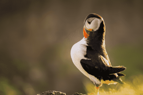 Puffin with beak near chest